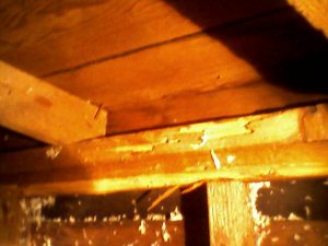 drywood termite damage in subarea